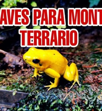 Terrarios de esquina: aprovechando el espacio