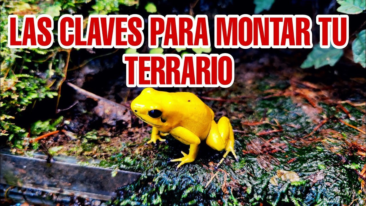 Terrarios de esquina: aprovechando el espacio