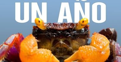 Terrarios de gran tamaño: planificación y diseño