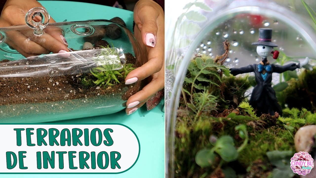 Terrarios de interior vs. exterior: diferencias clave