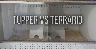 Terrarios de vidrio vs. terrarios de plástico: ¿cuál es mejor?