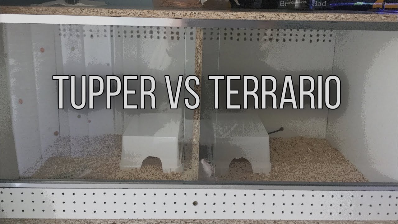 Terrarios de vidrio vs. terrarios de plástico: ¿cuál es mejor?