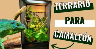 Terrarios para camaleones: requisitos específicos