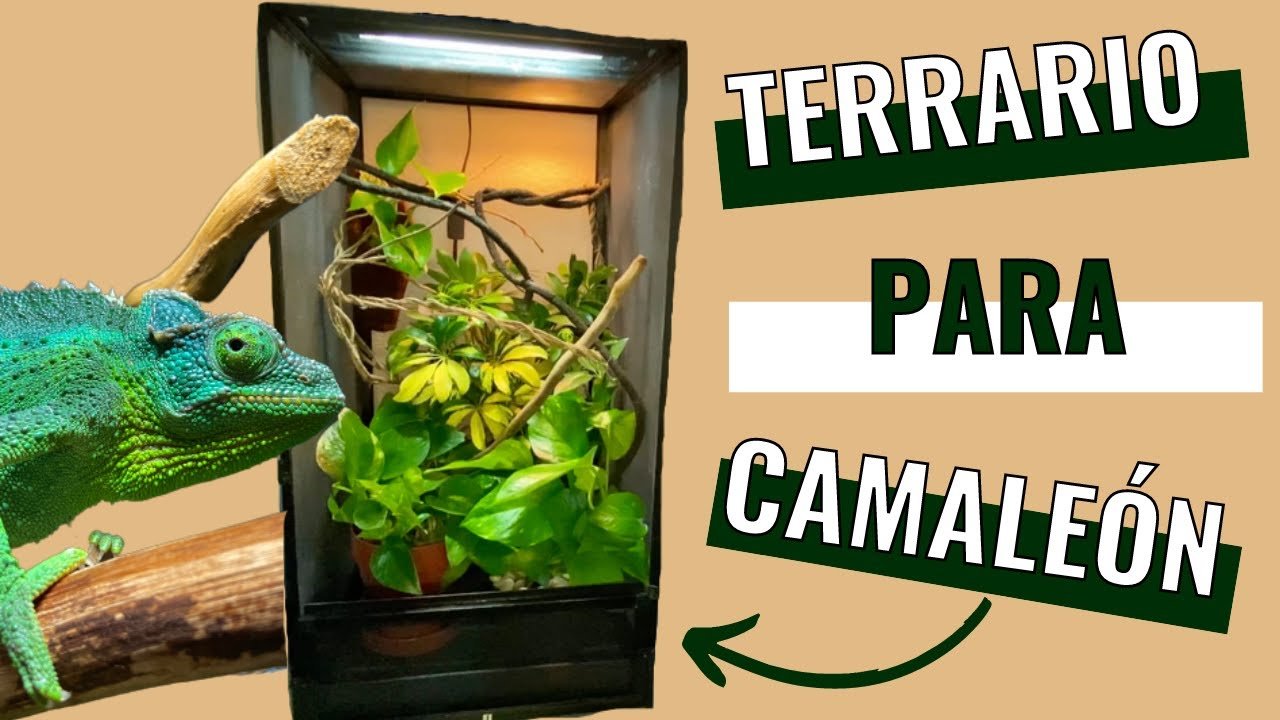 Terrarios para camaleones: requisitos específicos