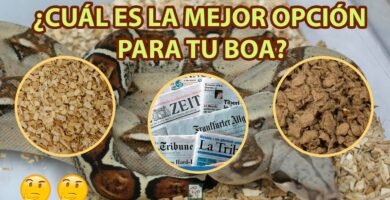 Terrarios para serpientes: tamaño y requisitos
