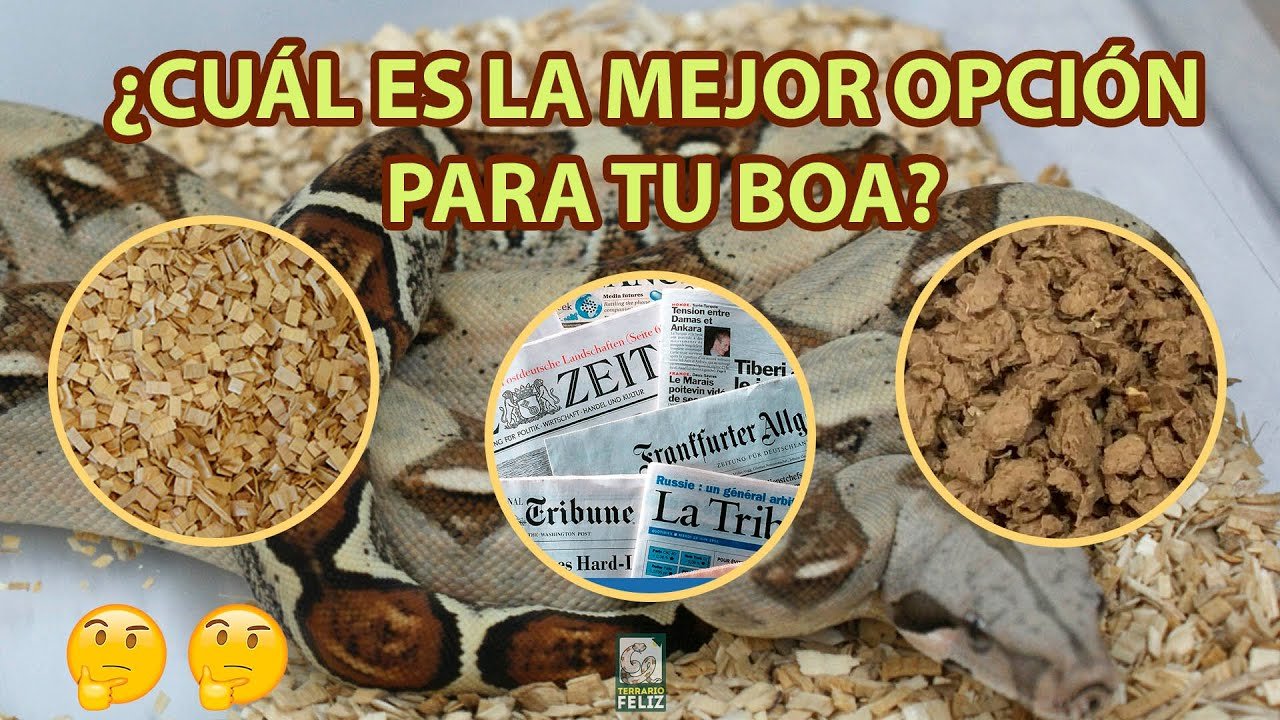 Terrarios para serpientes: tamaño y requisitos