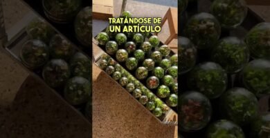 Terrarios personalizados: ¿valen la pena?