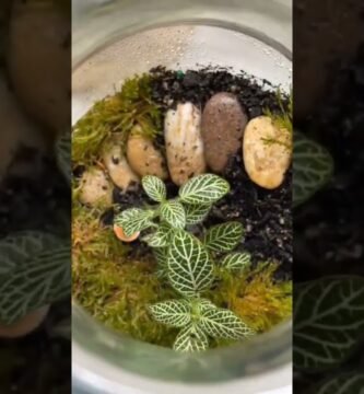 Terrarios temáticos: ideas y ejemplos