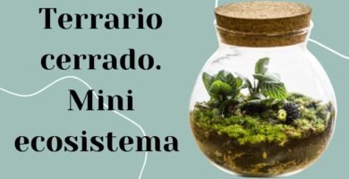 Terrarios temporales: ¿cómo hacer uno?
