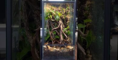 Terrarios verticales: ideales para reptiles trepadores