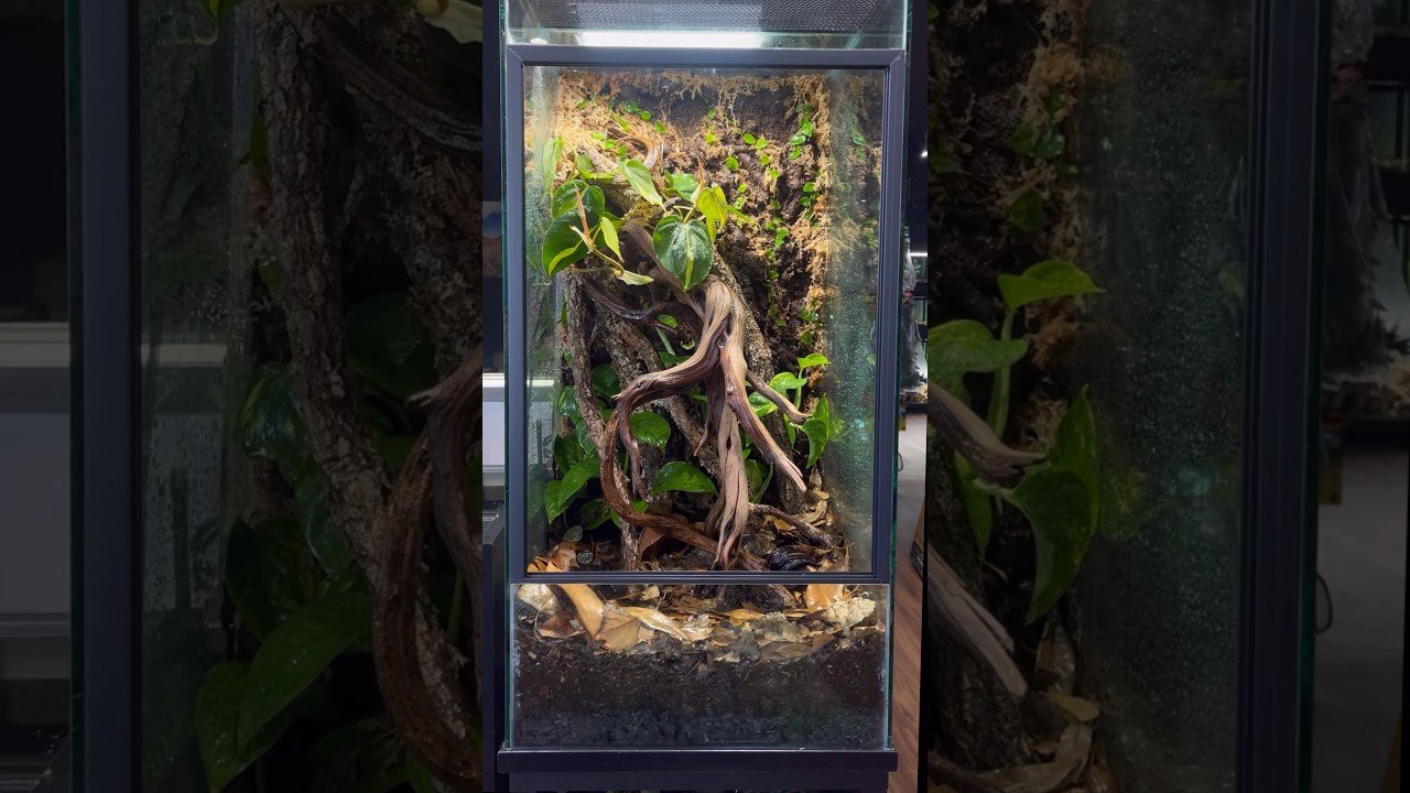 Terrarios verticales: ideales para reptiles trepadores