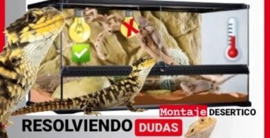 Ventajas de los terrarios desérticos para reptiles