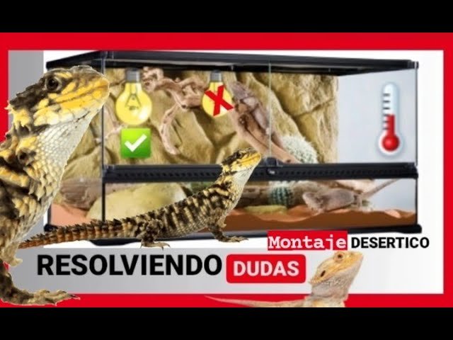 Ventajas de los terrarios desérticos para reptiles