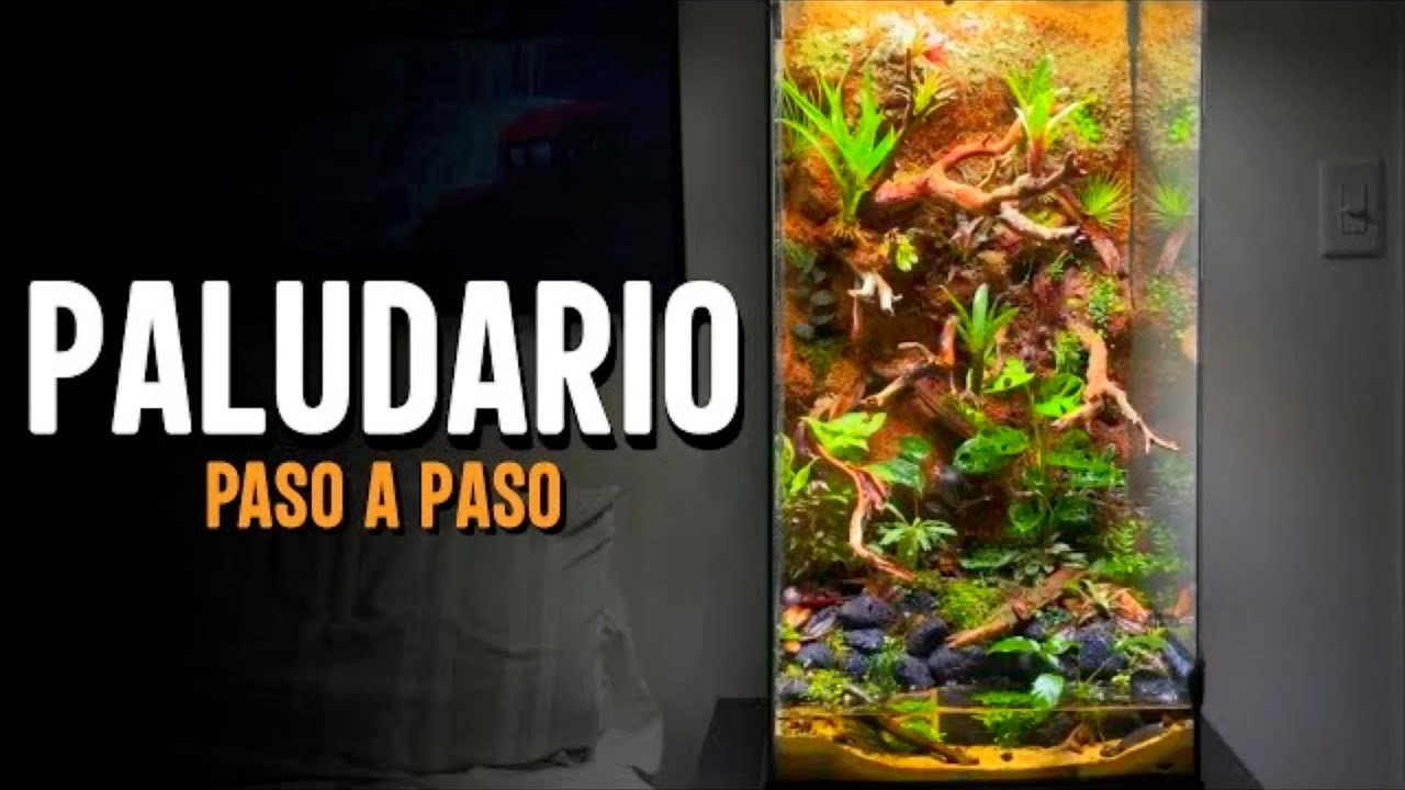 ¿Qué es un terrario paludario y cómo se crea?