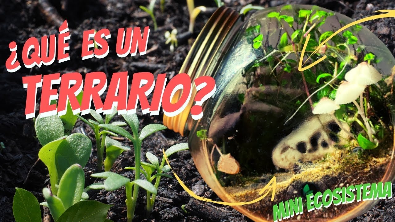 ¿Qué es un terrario tropical?