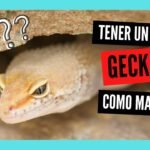Cómo se comporta un reptil doméstico cuando está estresado en climas cálidos