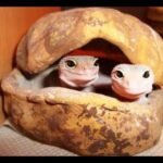Cómo se reproducen los reptiles domésticos en cautiverio para dueños primerizos