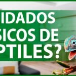 Equipamiento básico para casas de reptiles domésticos paso a paso