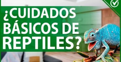 Equipamiento básico para casas de reptiles domésticos paso a paso