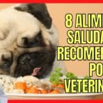 Qué alimentos son recomendados para reptiles domésticos explicada por veterinarios