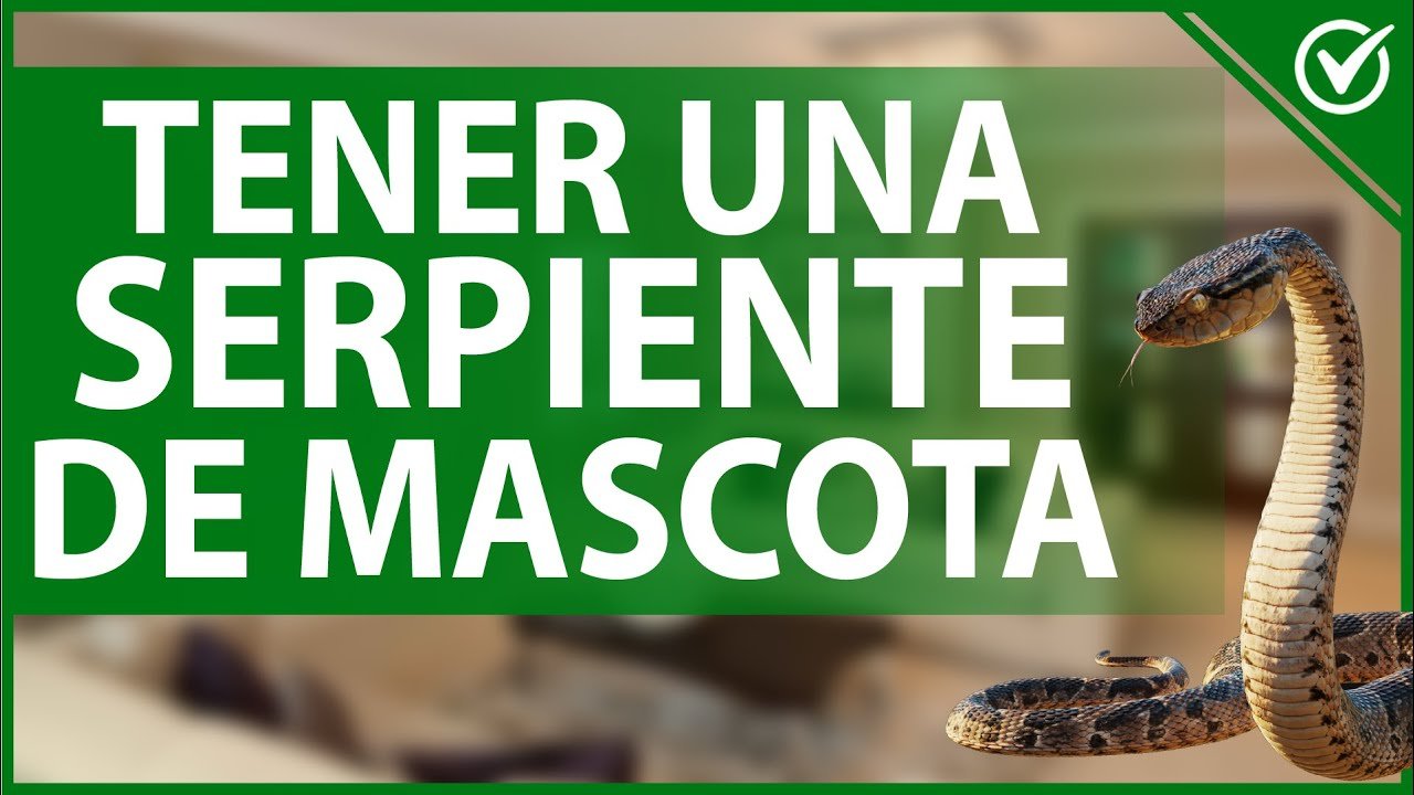 Accesorios imprescindibles para serpientes pitón en casa