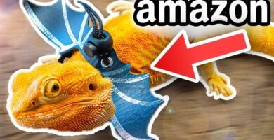 Accesorios personalizados para reptiles en Buenos Aires