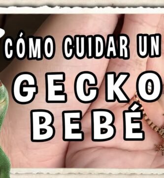 Cómo cuidar a un reptil doméstico desde cero con productos naturales