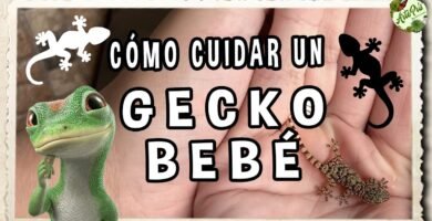 Cómo cuidar a un reptil doméstico desde cero con productos naturales