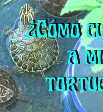 Cómo cuidar a un reptil doméstico desde cero en clima tropical