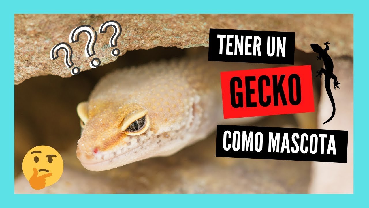Cómo cuidar a un reptil doméstico desde cero en departamentos