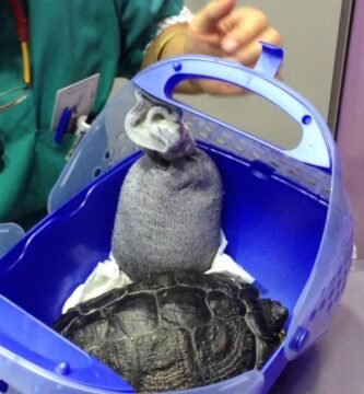 Cómo cuidar a un reptil doméstico desde cero según veterinarios