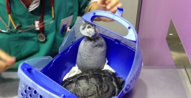 Cómo cuidar a un reptil doméstico desde cero según veterinarios
