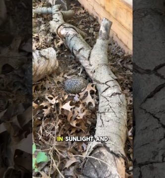 Cómo diseñar una casa cómoda para tu reptil doméstico duraderas