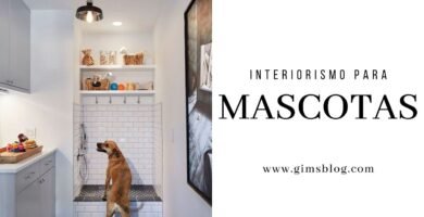 Cómo diseñar una casa cómoda para tu reptil doméstico en interiores