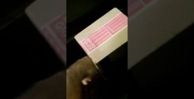 Cómo diseñar una casa cómoda para tu reptil doméstico para serpientes