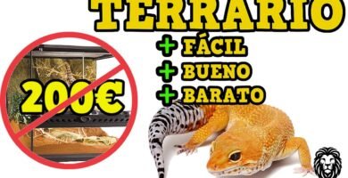 Cómo diseñar una casa cómoda para tu reptil doméstico paso a paso