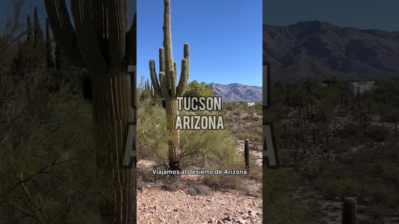 Cómo hacer un hogar cómodo para reptiles en Ciudad de México