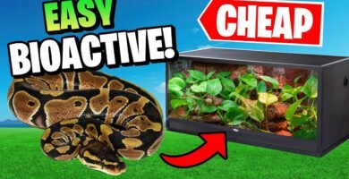 Cómo preparar un ambiente adecuado para reptiles en etapa reproductiva con bajo presupuesto