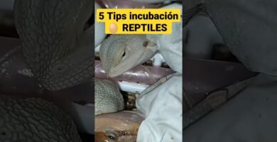 Cómo preparar un ambiente adecuado para reptiles en etapa reproductiva con incubadora artificial