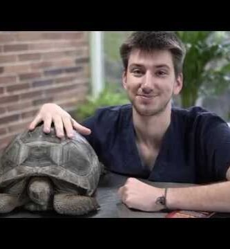 Cómo preparar un ambiente adecuado para reptiles en etapa reproductiva con temperatura controlada