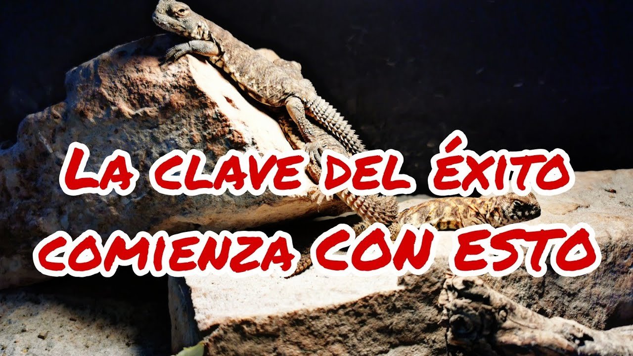 Cómo preparar un ambiente adecuado para reptiles en etapa reproductiva durante la primavera