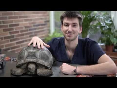 Cómo preparar un ambiente adecuado para reptiles en etapa reproductiva en clima tropical
