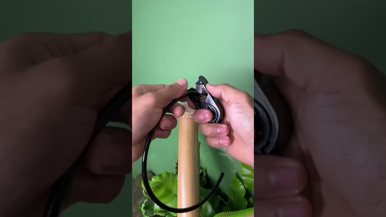 Cómo preparar un ambiente adecuado para reptiles en etapa reproductiva sin experiencia previa