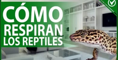 Cómo se comporta un reptil doméstico cuando está estresado durante la noche