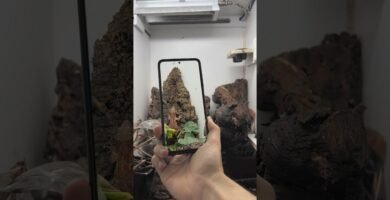 Cómo se comporta un reptil doméstico cuando está estresado en terrarios grandes
