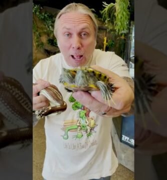 Cómo se comporta un reptil doméstico cuando está estresado explicado paso a paso