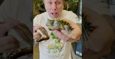 Cómo se comporta un reptil doméstico cuando está estresado explicado paso a paso