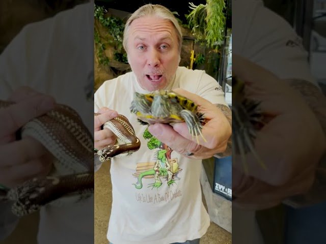 Cómo se comporta un reptil doméstico cuando está estresado explicado paso a paso