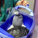 Cómo se comporta un reptil doméstico cuando está estresado explicado por veterinarios