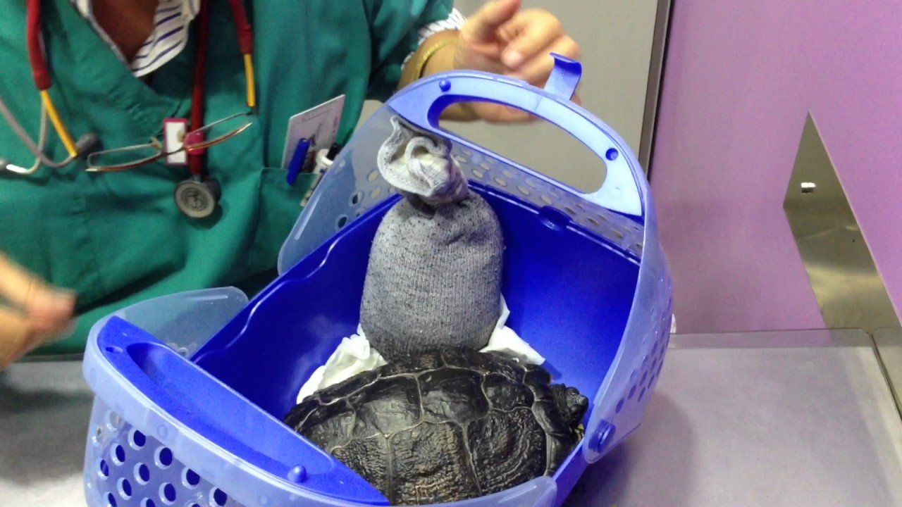 Cómo se comporta un reptil doméstico cuando está estresado explicado por veterinarios